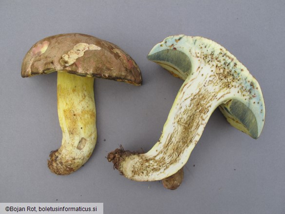 Butyriboletus roseogriseus
