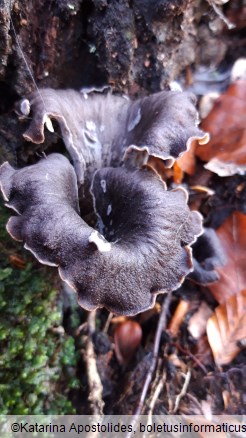 Craterellus cornucopioides