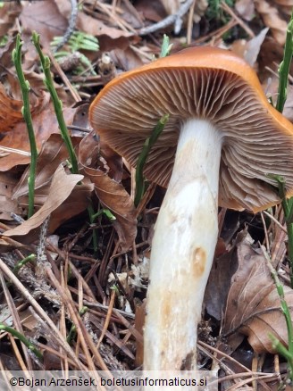 Cortinarius mucosus