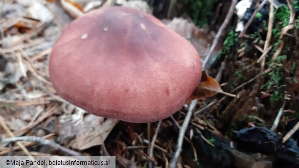 Tricholomopsis rutilans