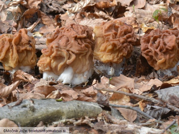 Gyromitra ticiniana