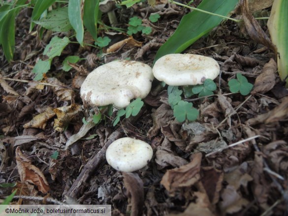 Lactarius flavidus