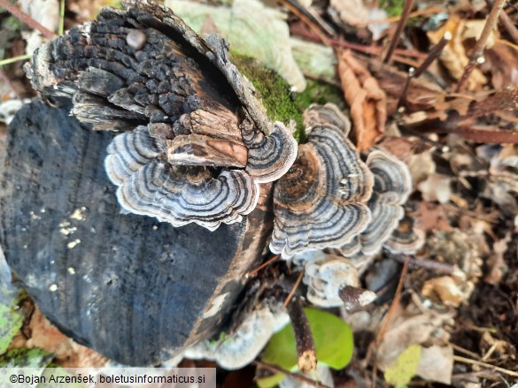 Trametes versicolor