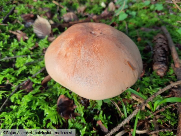 Hygrophorus pudorinus