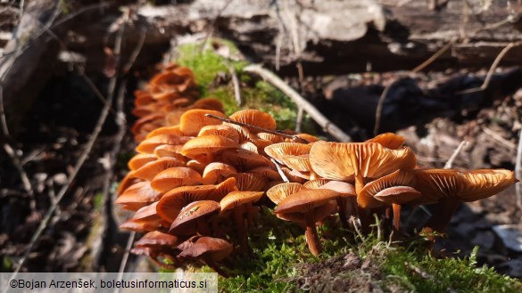 Flammulina velutipes