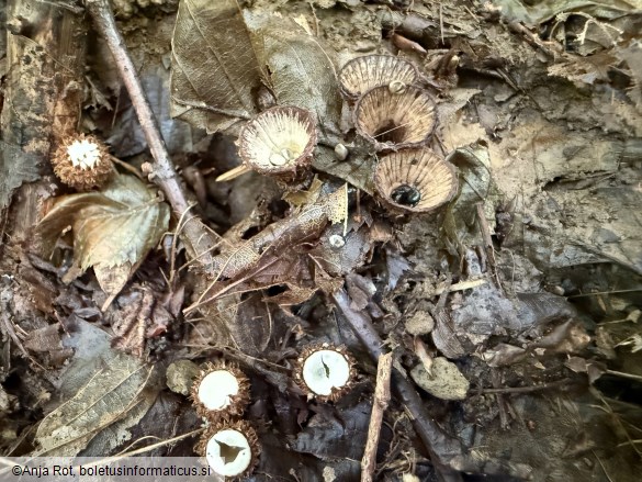 Cyathus striatus