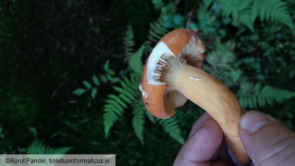 Lactarius volemus