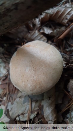 Suillus bovinus