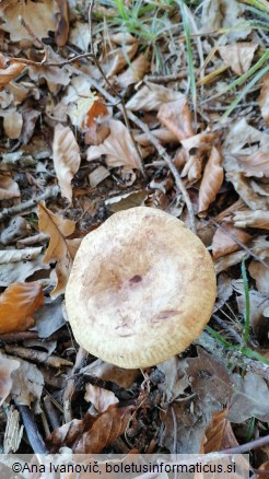 Paxillus involutus