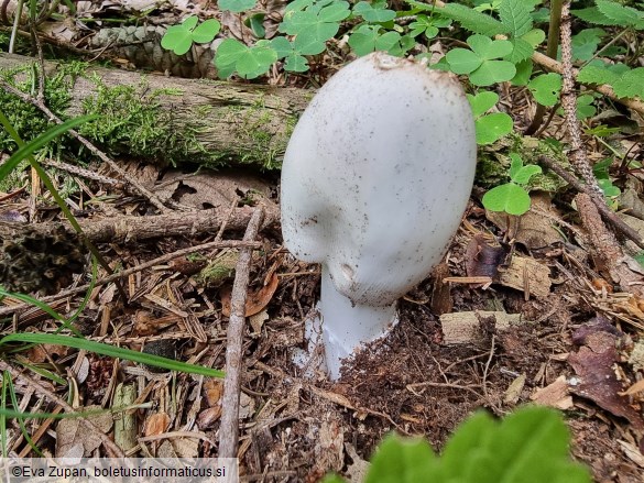 Amanita brunneofuliginea f. ochraceopallida