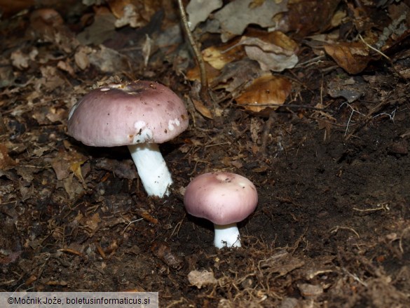 Russula vesca