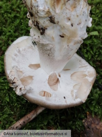 Amanita excelsa var. spissa