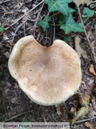 Boletus edulis