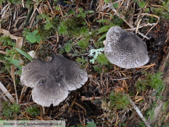 Tricholoma atrosquamosum