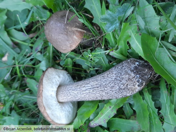 Leccinum scabrum