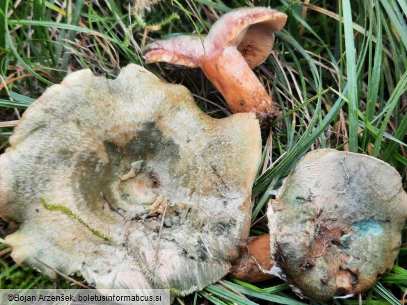 Lactarius sanguifluus