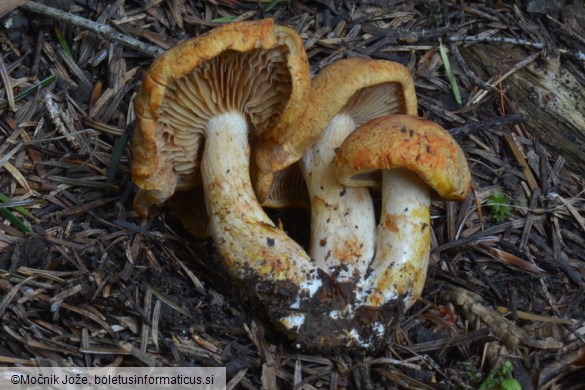 Cortinarius rubicundulus