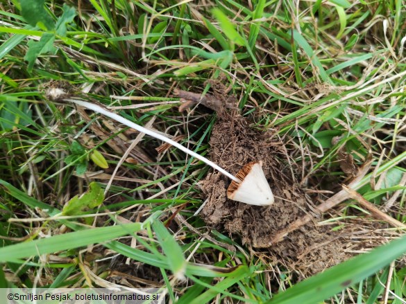 Conocybe apala