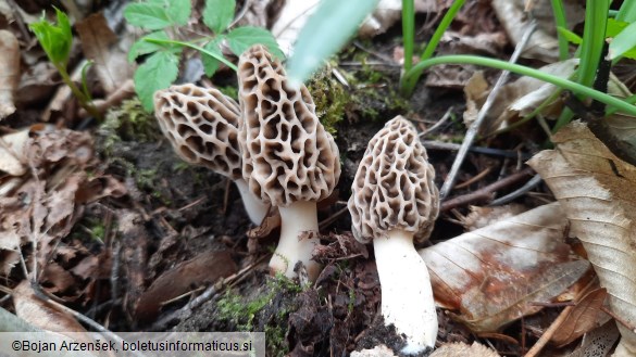 Morchella esculenta