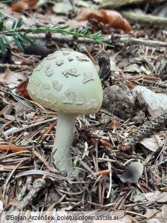 Amanita citrina