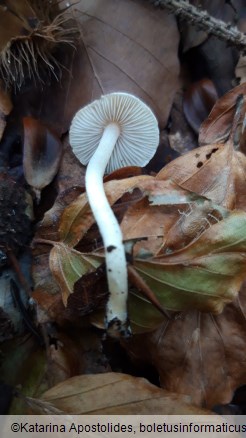 Inocybe geophylla