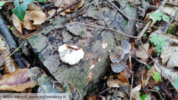 Trametes versicolor