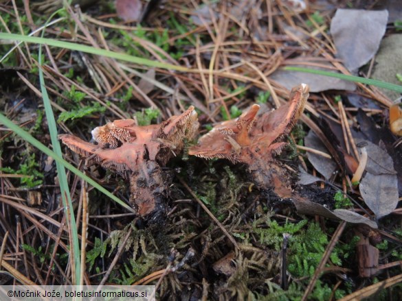 Phellodon tomentosus