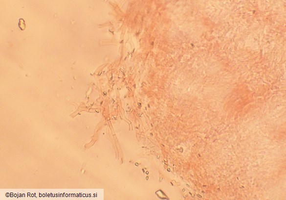 Byssomerulius corium