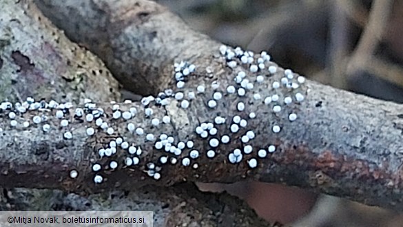 Physarum leucopus