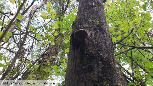 Phellinus igniarius