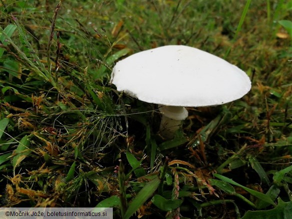 Leucoagaricus leucothites