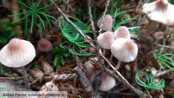 Mycena haematopus