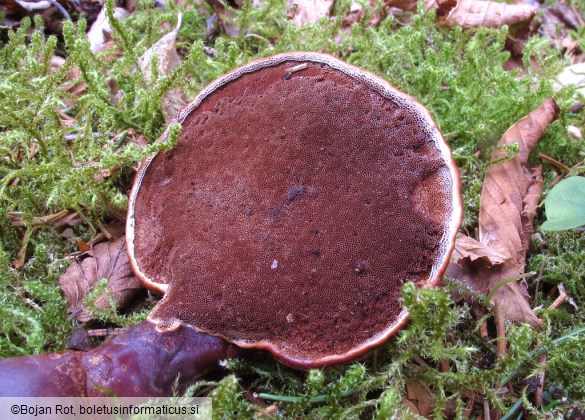 Ganoderma lucidum