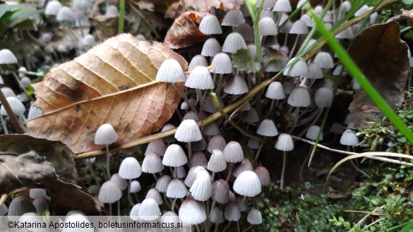 Coprinellus disseminatus