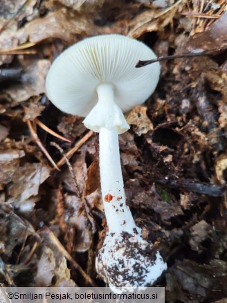 Amanita phalloides