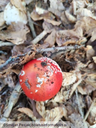 Amanita muscaria