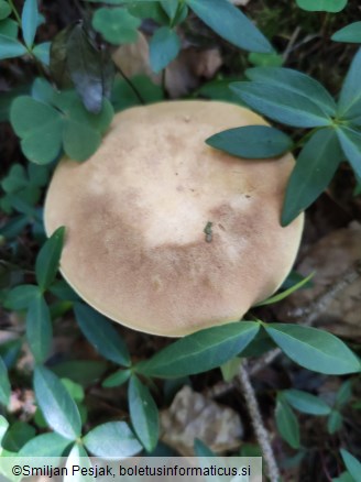 Xerocomus subtomentosus