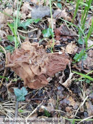 Gyromitra esculenta