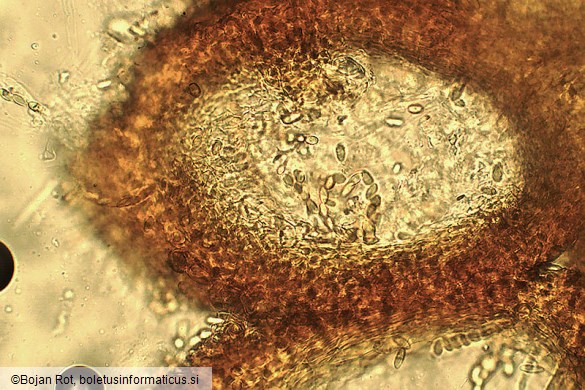 Neonectria punicea