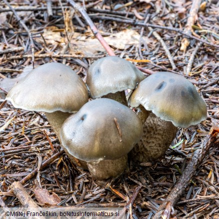 Tricholoma saponaceum var. squamosum