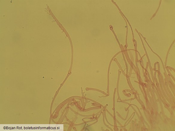 Mycena inclinata