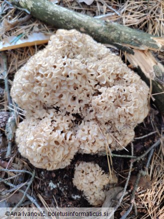 Sparassis crispa