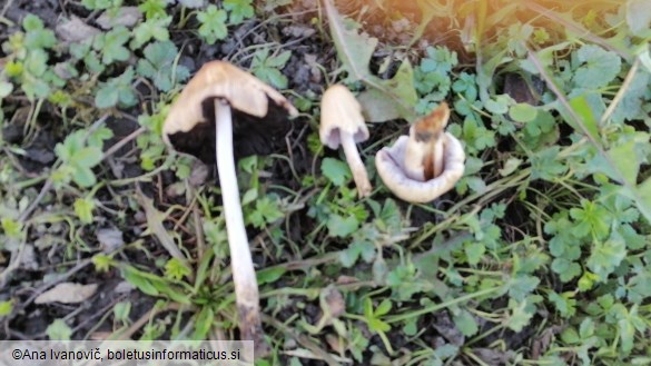 Coprinus micaceus