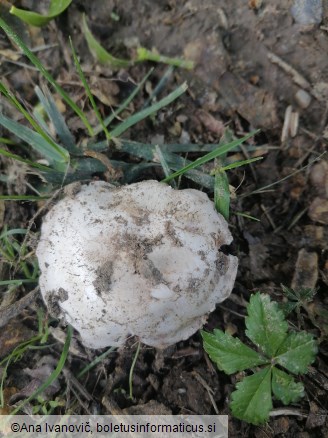 Agaricus campestris