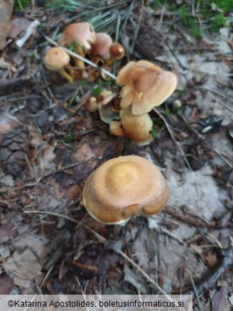 Hypholoma lateritium