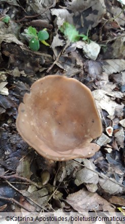 Helvella acetabulum