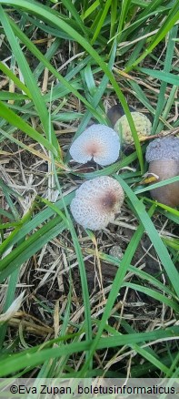 Lepiota lilacea