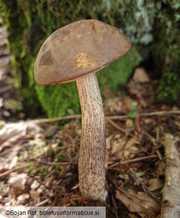 Leccinum scabrum var. scabrum