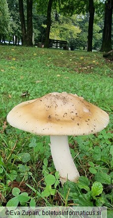 Amanita dryophila f. dryophila