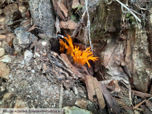 Calocera viscosa